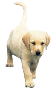 mascota-perro-Detectives-Guadalajara
